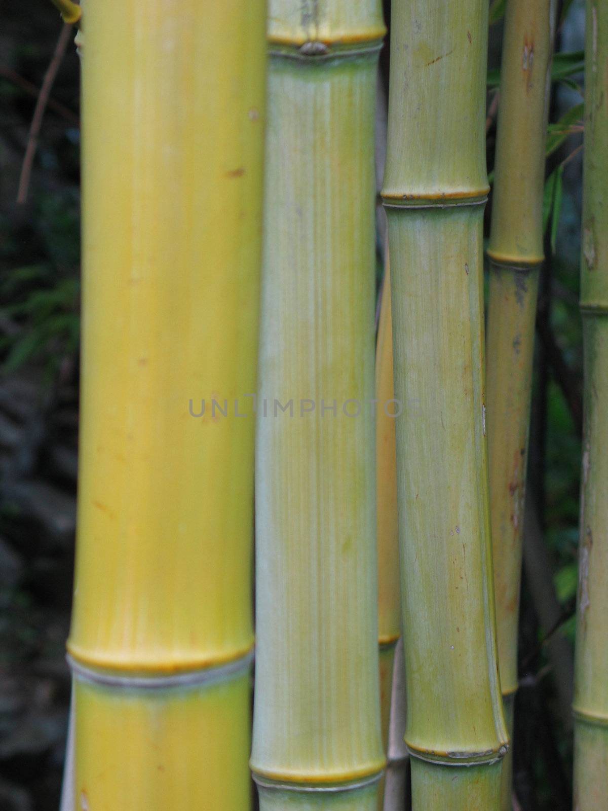 bamboo closeup by mmm