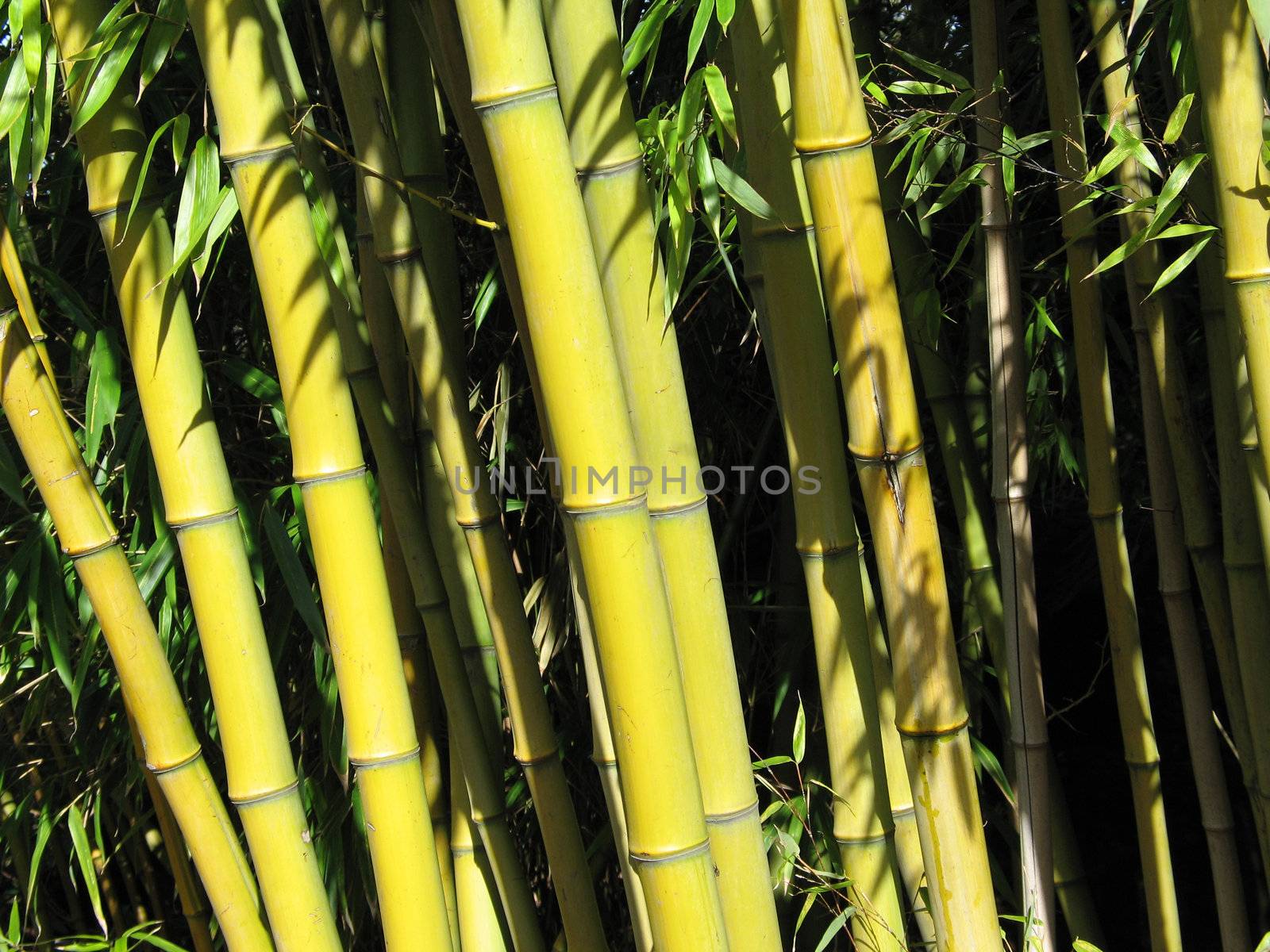 green bamboo by mmm