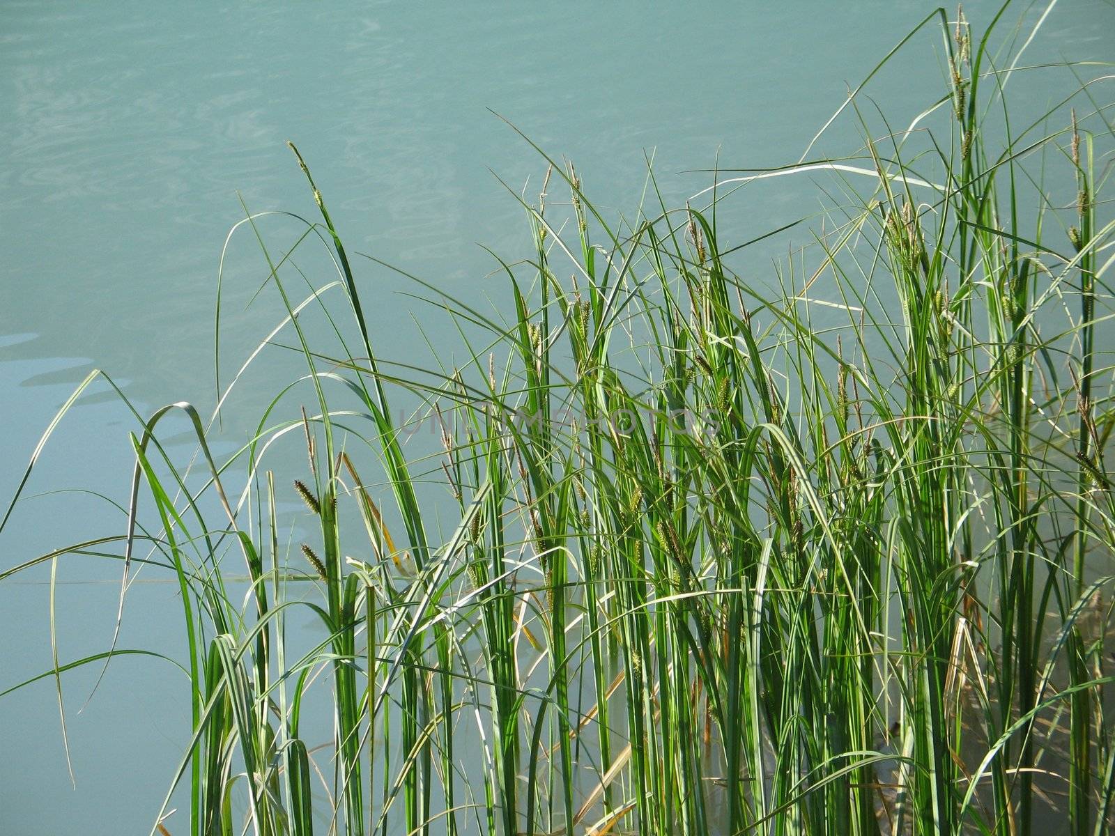  reeds in a green lake