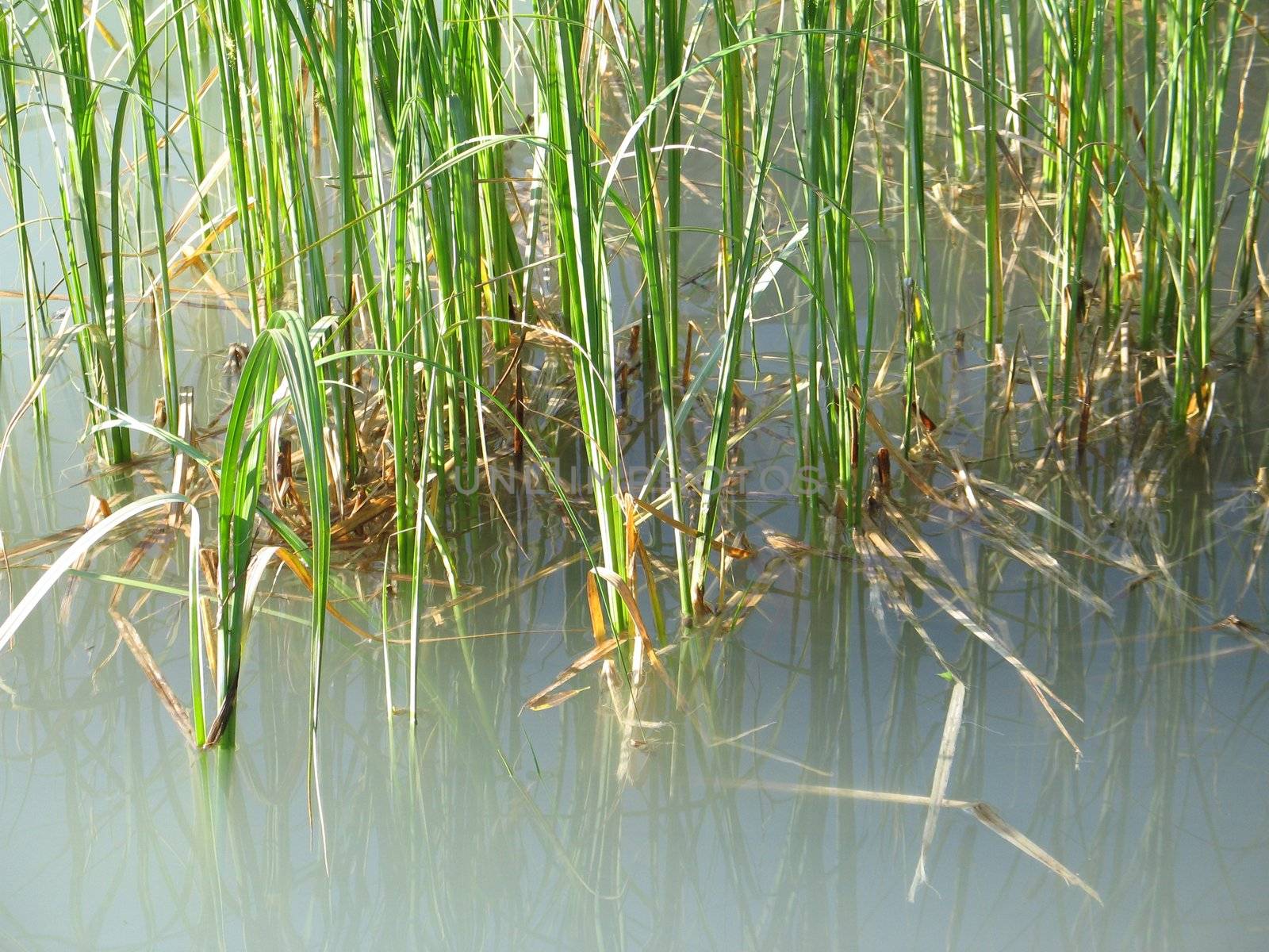 reeds in a green lake