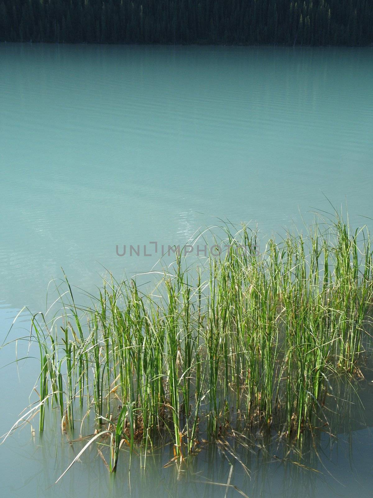  reeds in a green lake