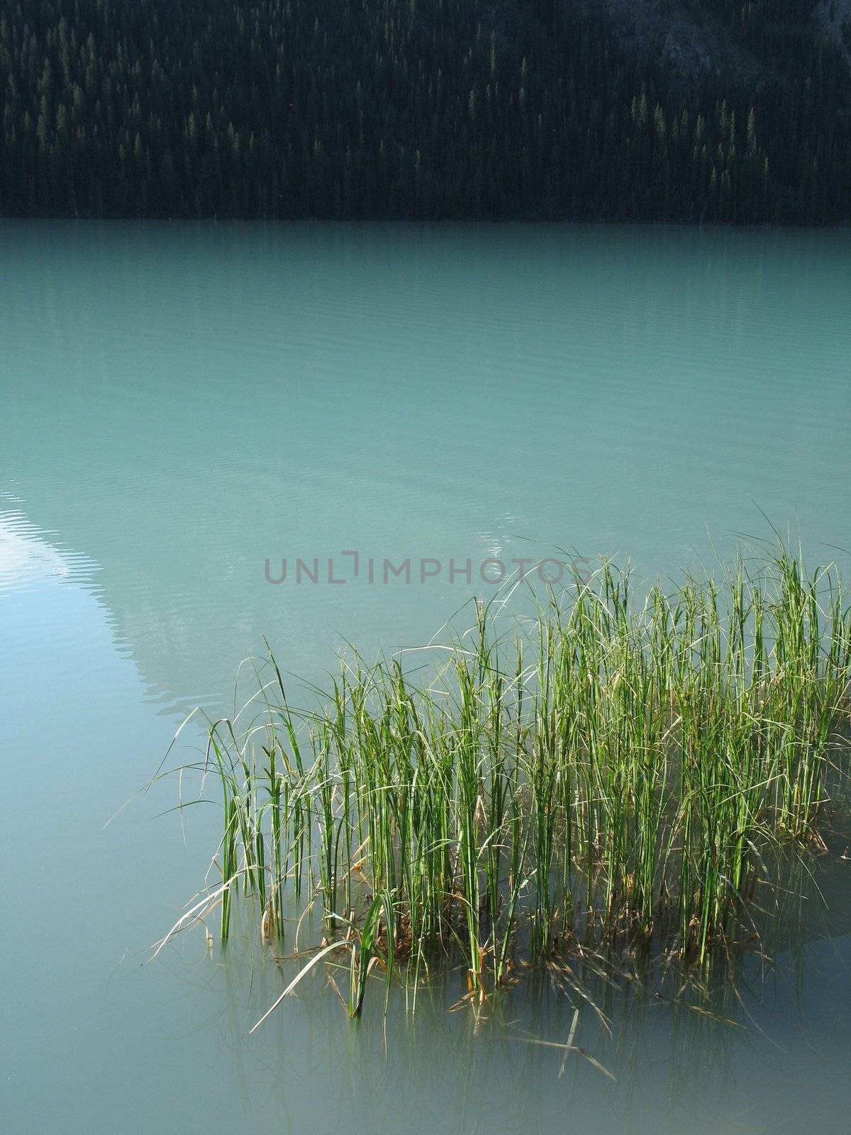 reeds in a green lake by mmm