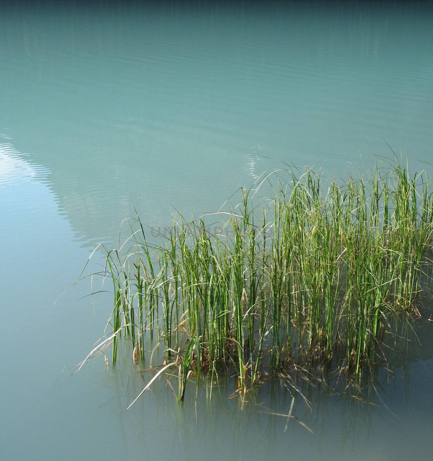 reeds in a green lake by mmm