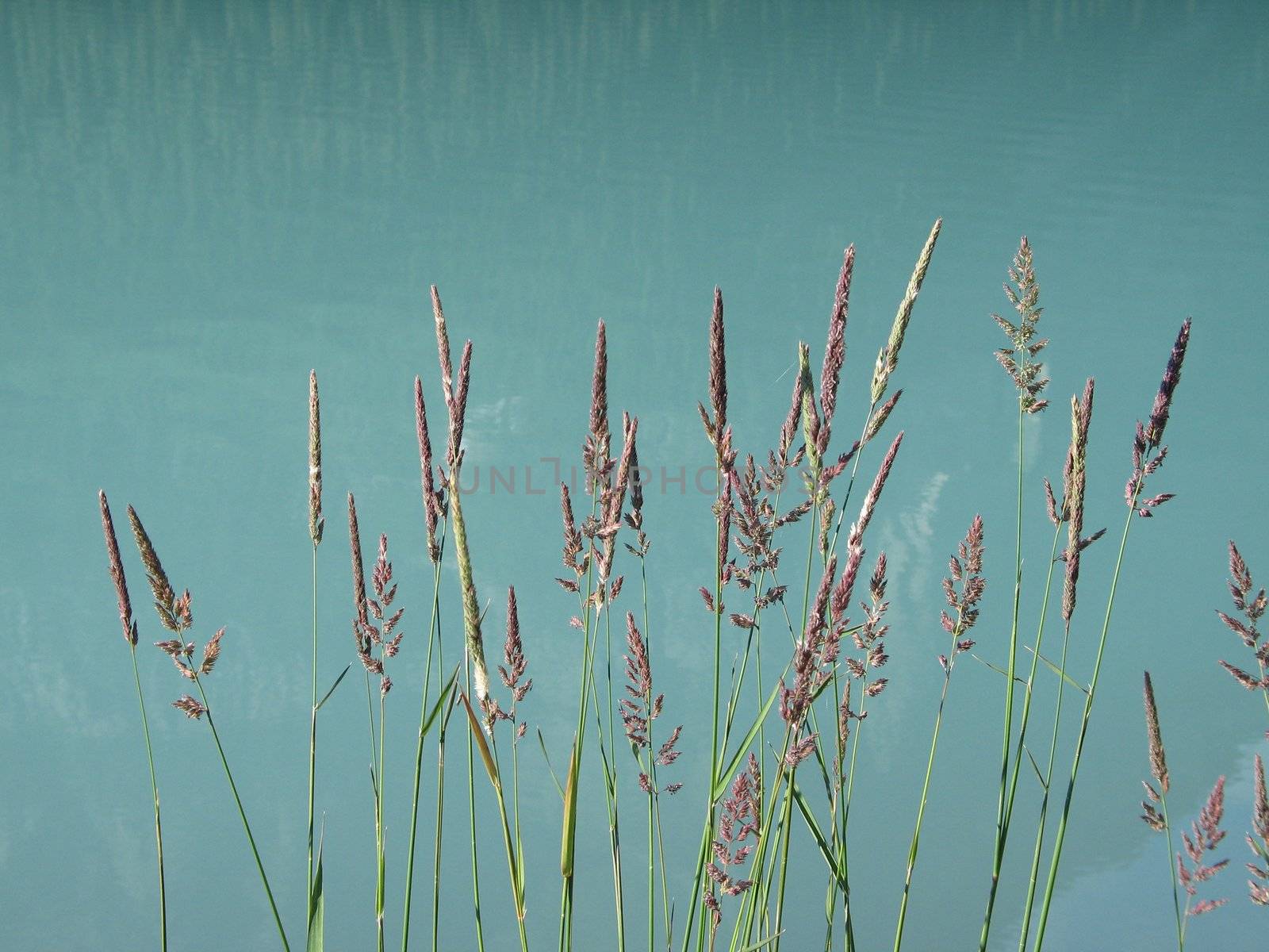 pink reeds in a green lake by mmm