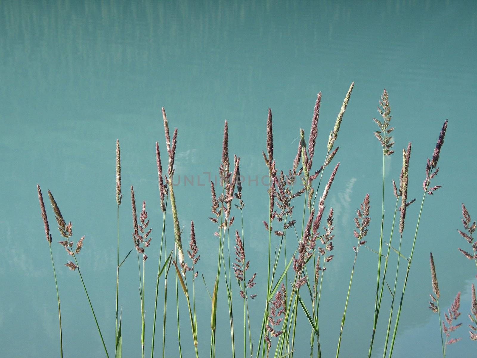 pink reeds in a green lake