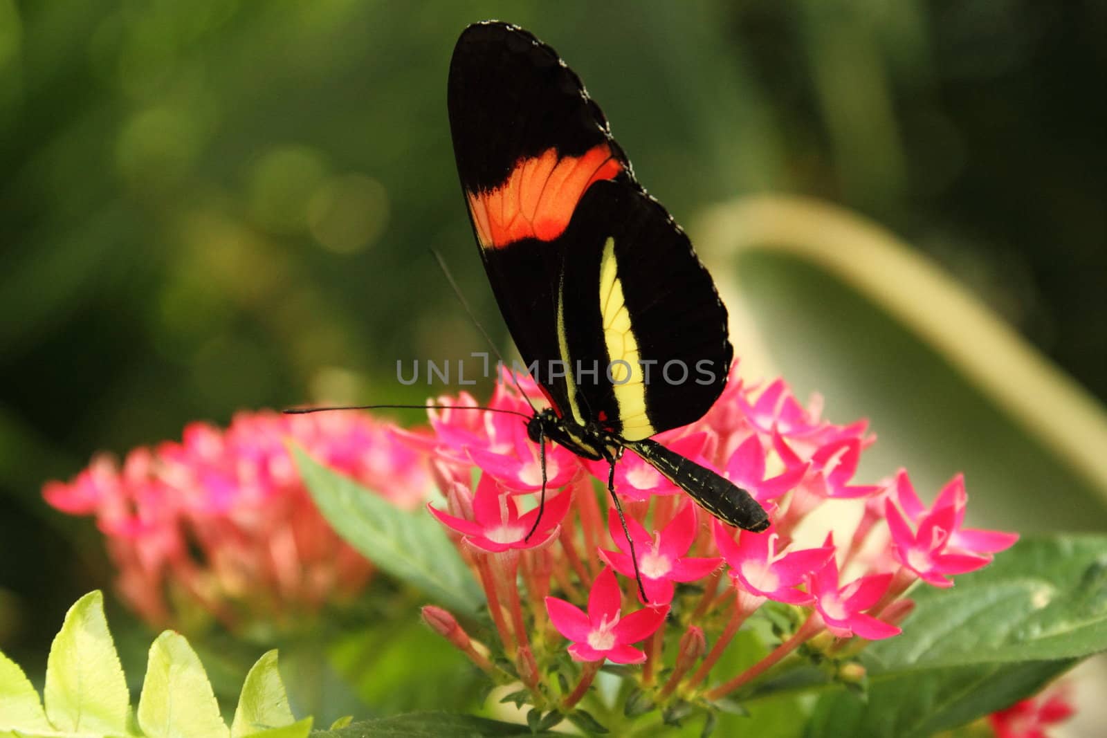 Colorful Butterfly by jasony00
