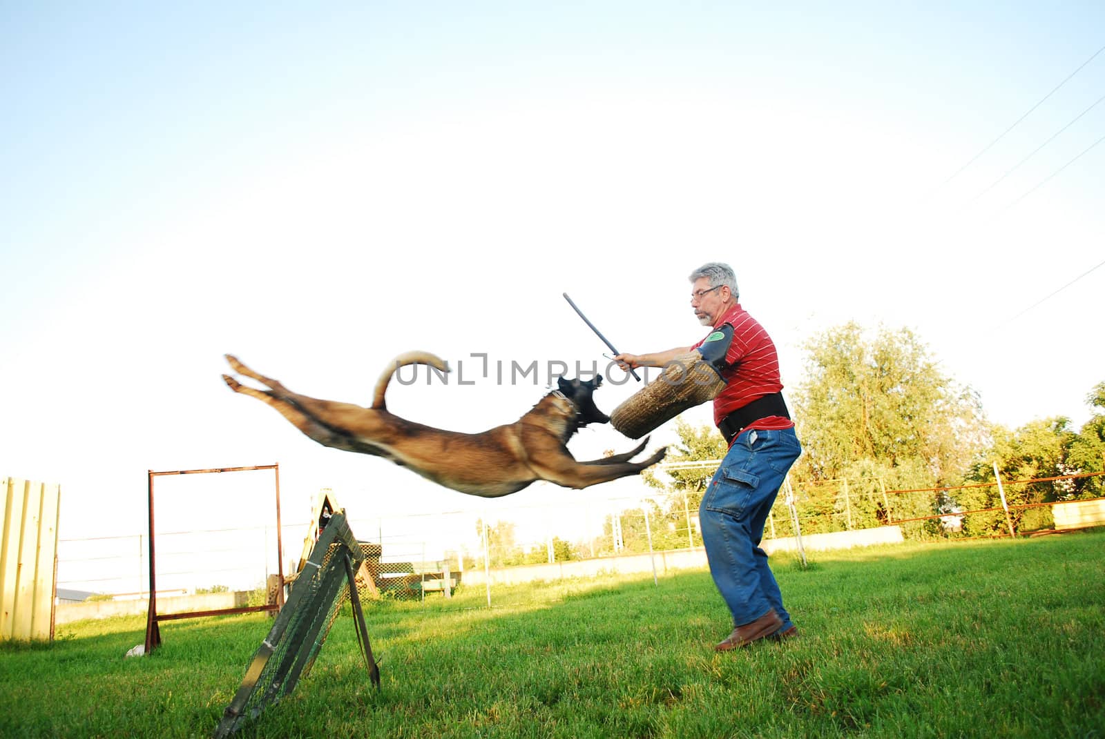 purebred belgian shepherd dog jumping over an obstacle and attacking a man