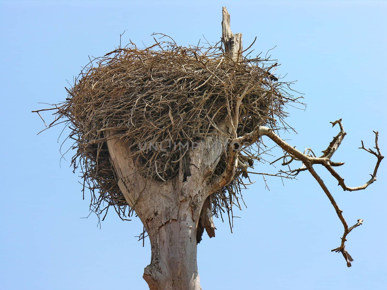 Stork nest on a dead tree in Morocco