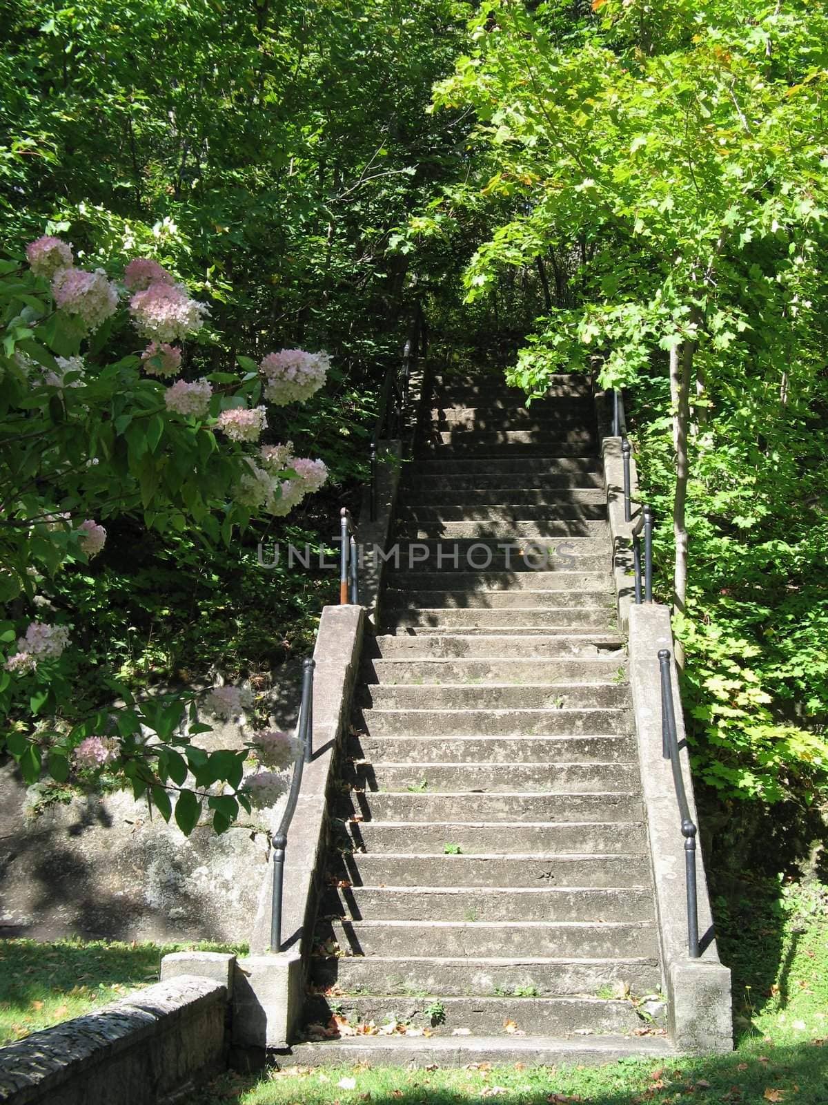 stairs going to the forest by mmm