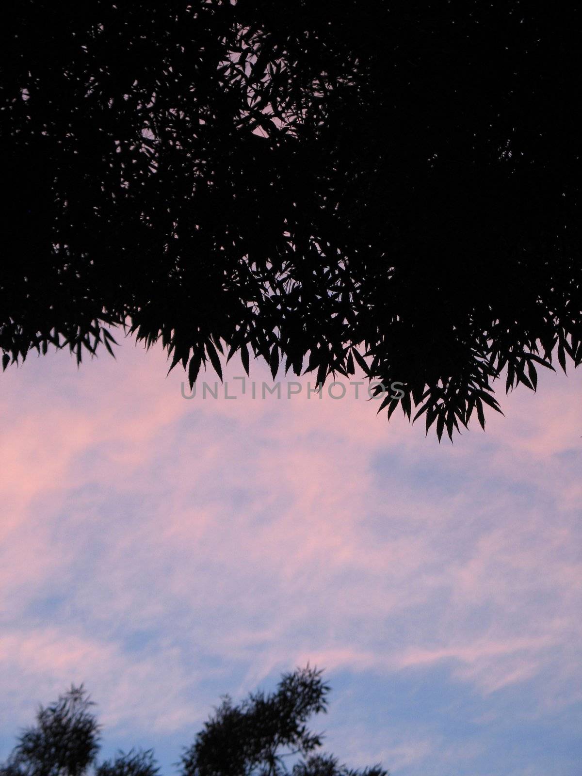tree and pink sky by mmm