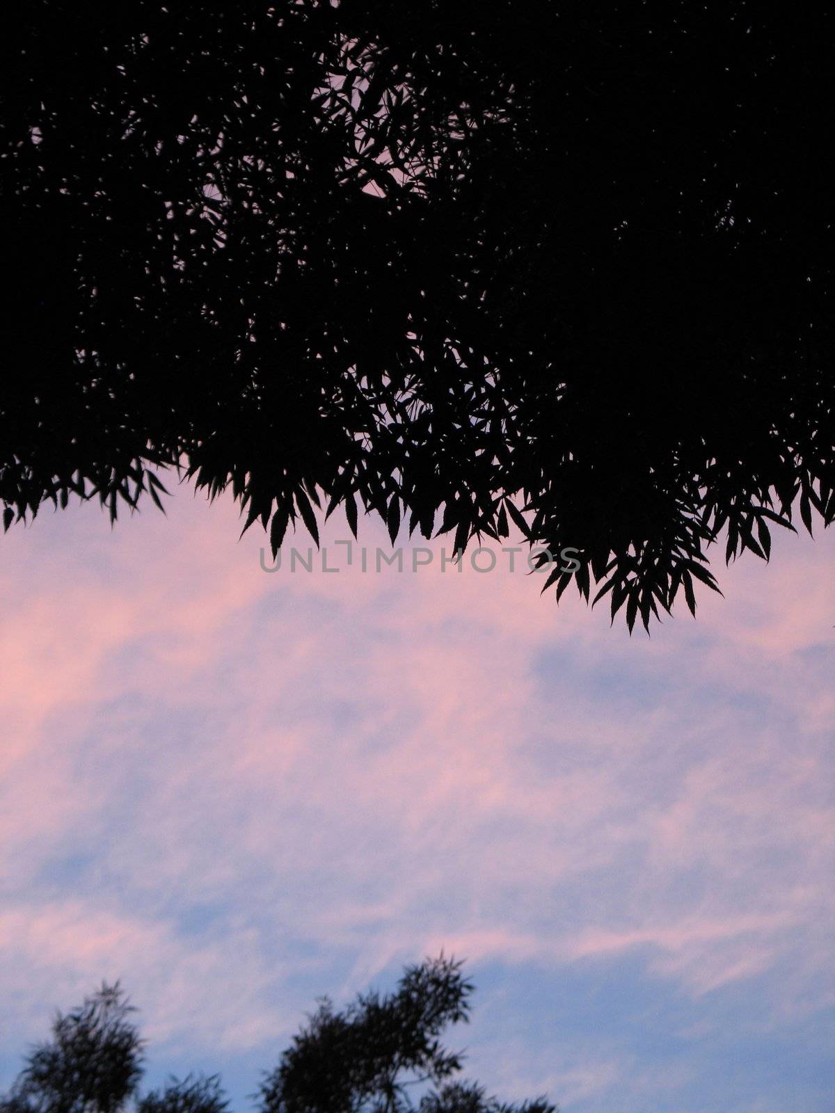 tree and pink sky