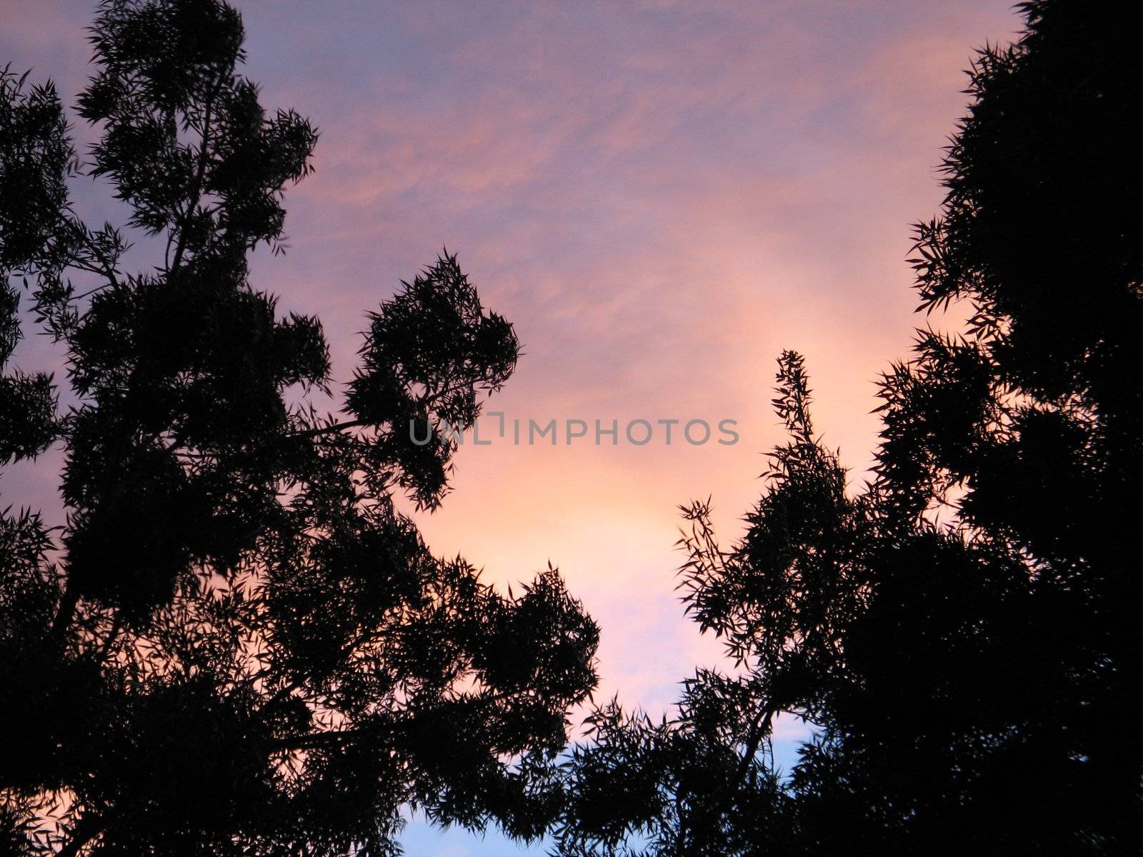 tree and pink sky by mmm