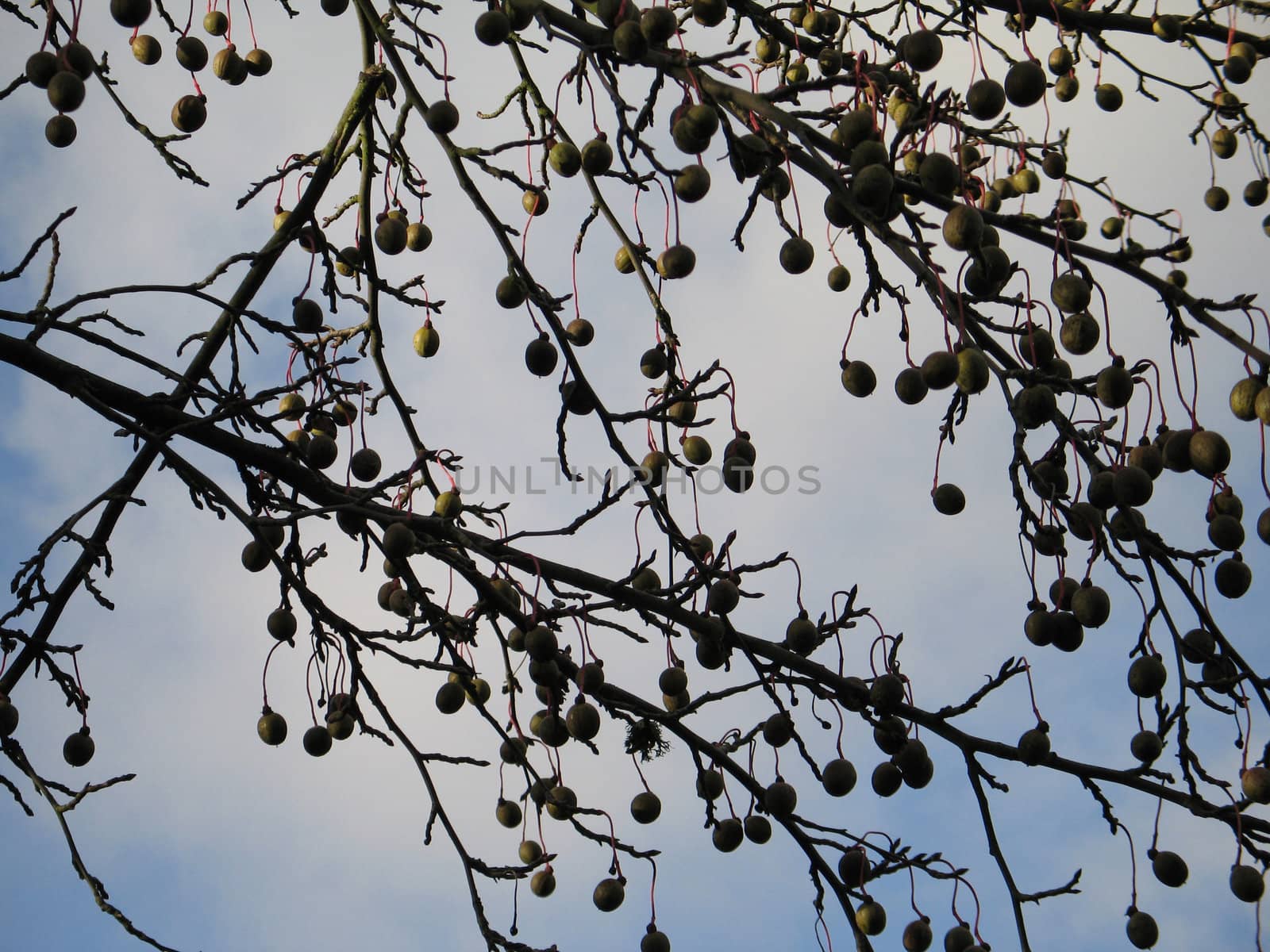 fruit in a tree