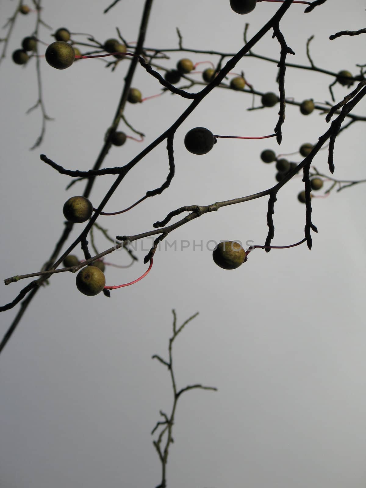 fruit in a tree