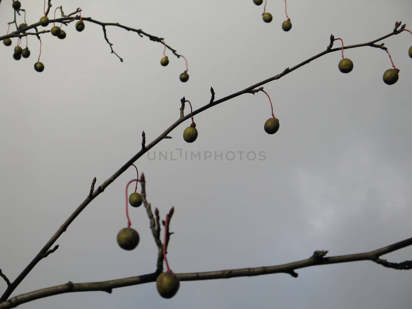 fruit in a tree