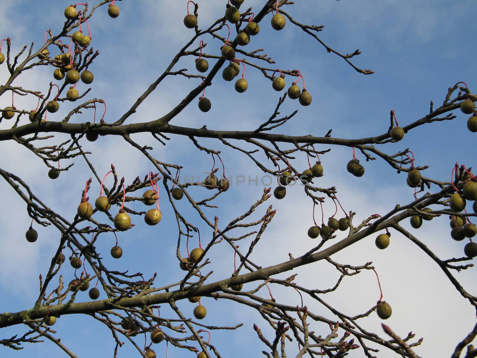 fruit in a tree