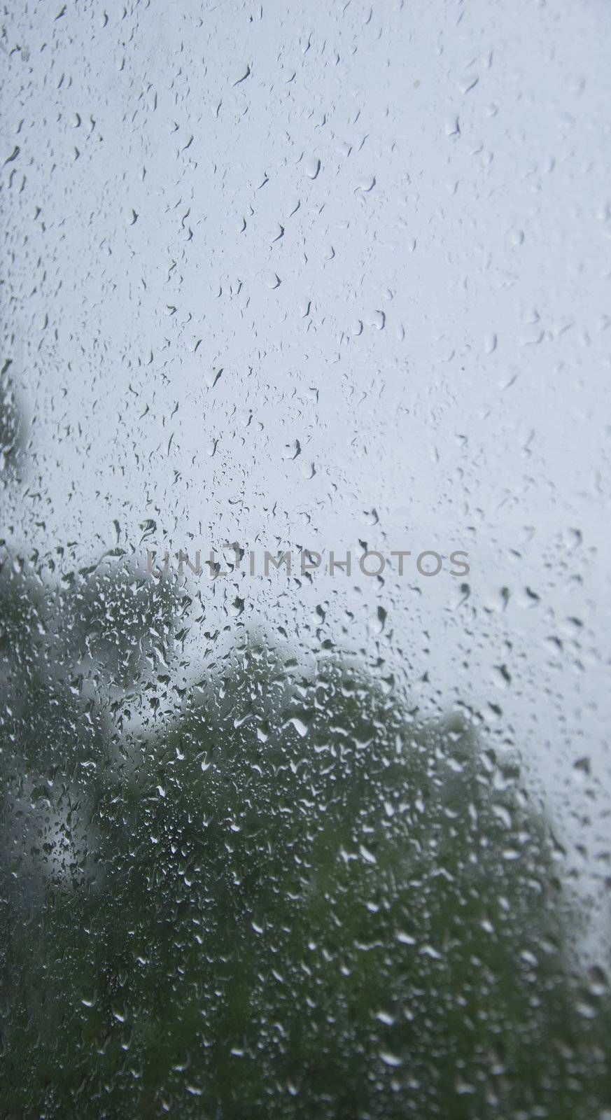 Raindrops collecting on a window on a gloomy and rainy day. 