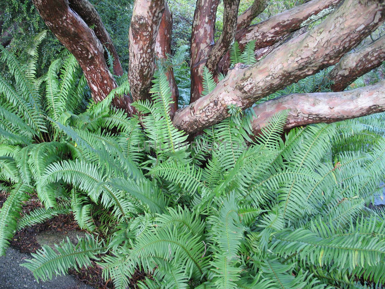 tree trunk and fern