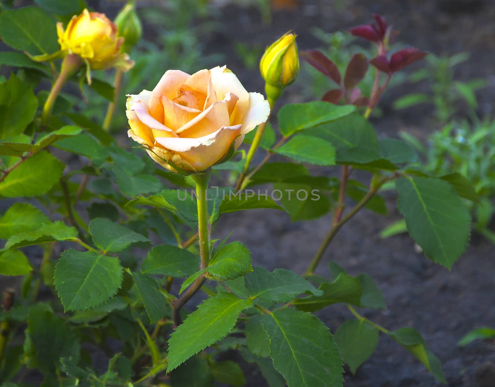 bush of the yellow rose in natural kind