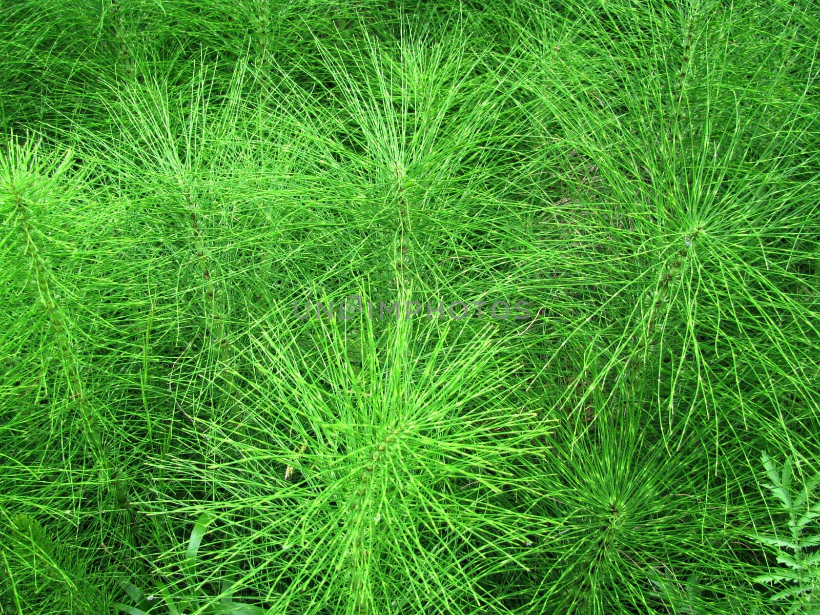 the horsetail; the plant; the bright herb by Viktoha