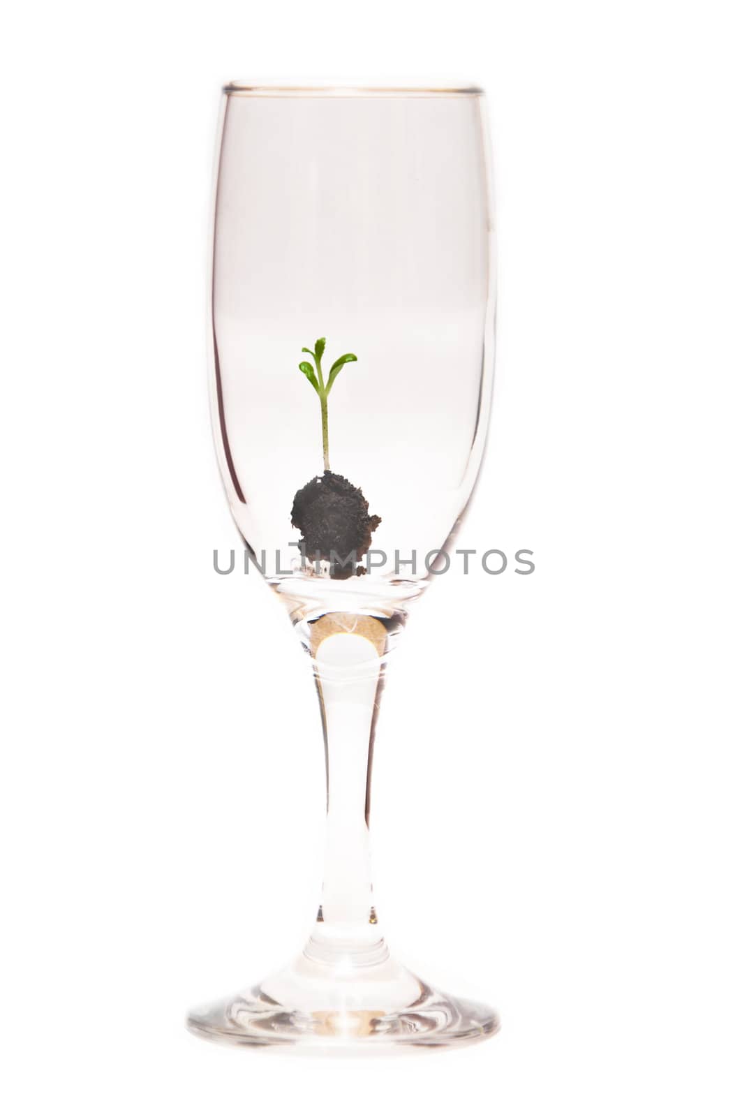 a young seedling in a glass container isolated on a white background. 