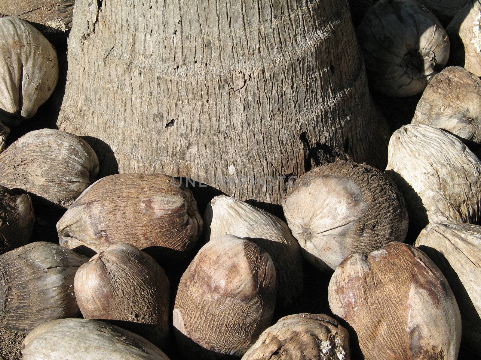 coconuts at the bottom of a tree