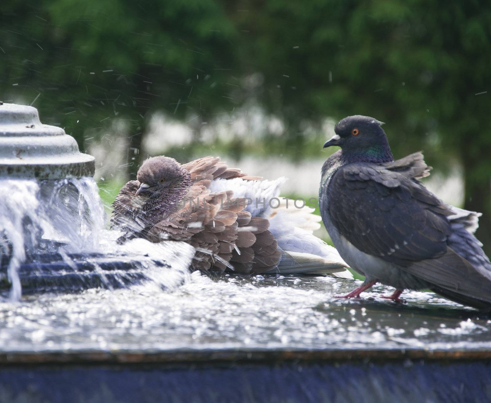 pigeons in city fountain bathe in pure water