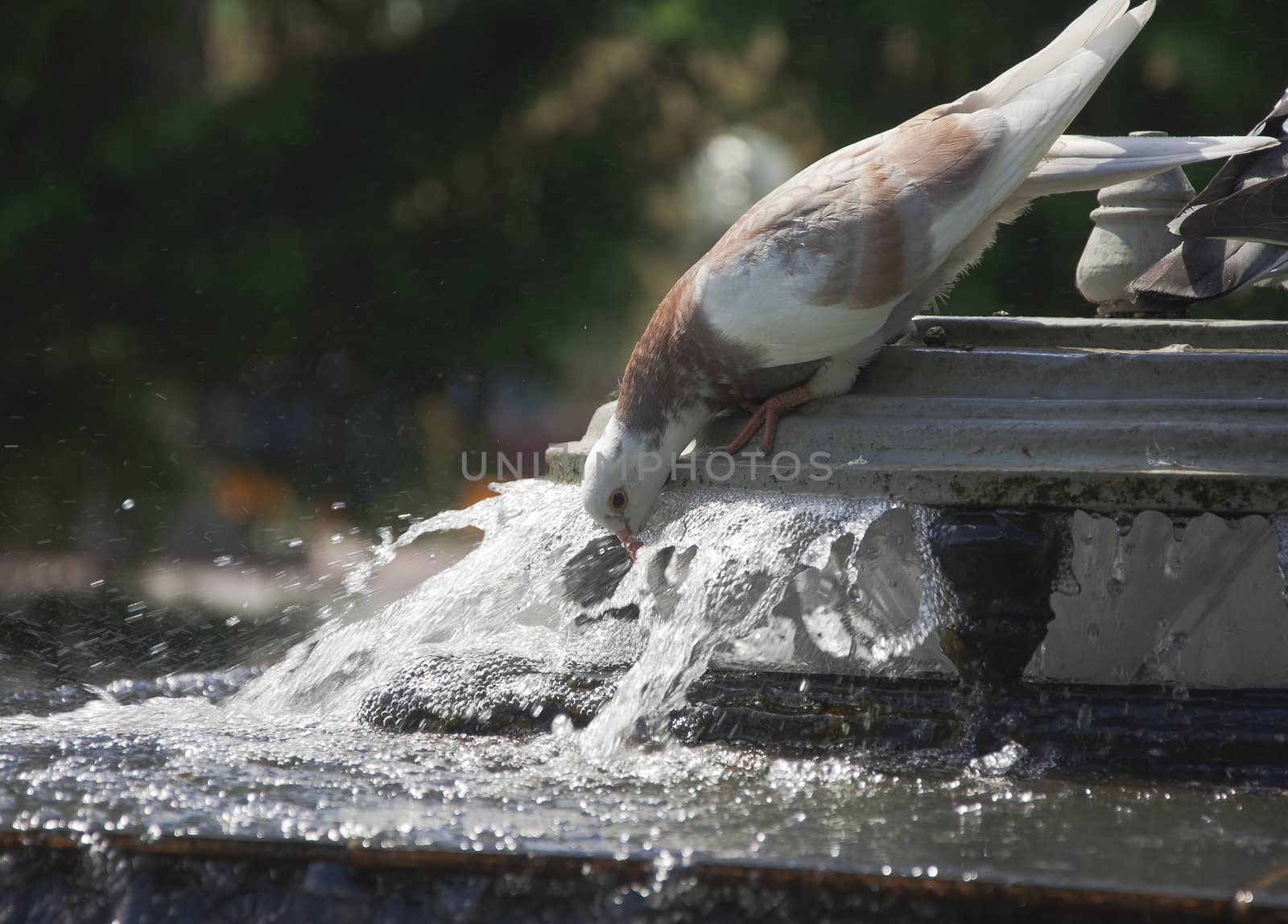 potable water of pigeon from fountain in hot day