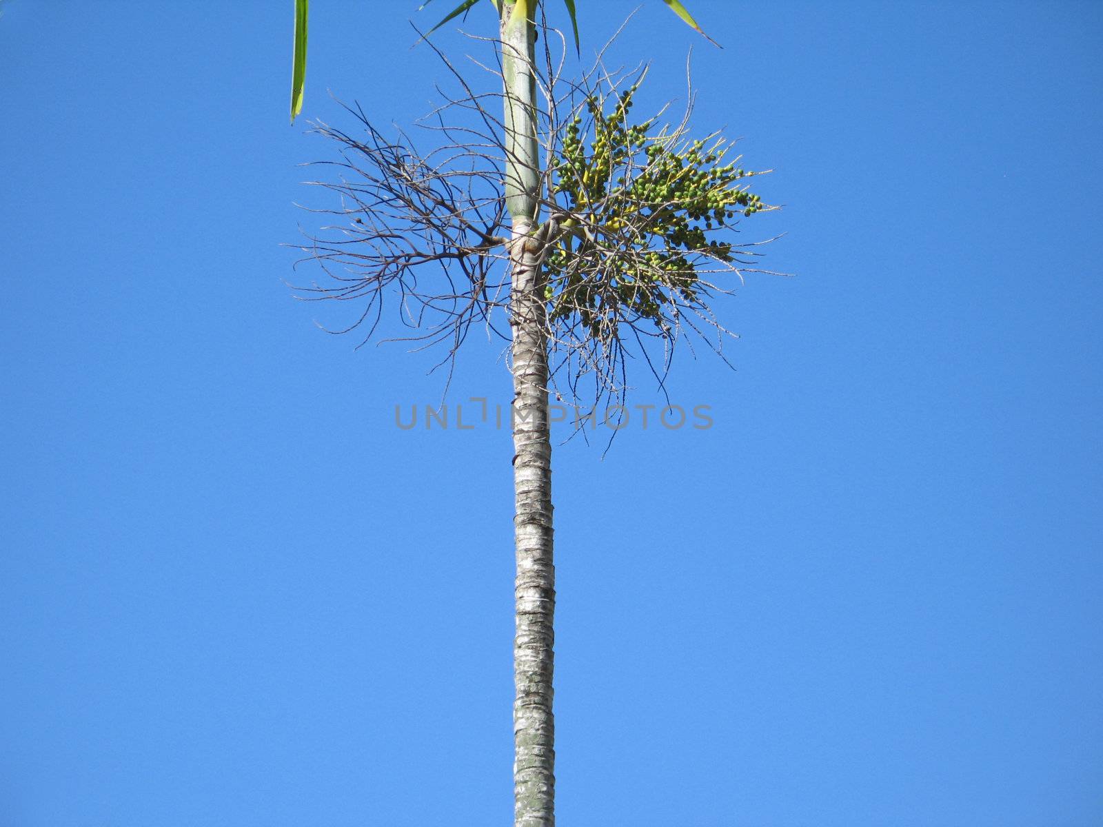 skinny palm tree