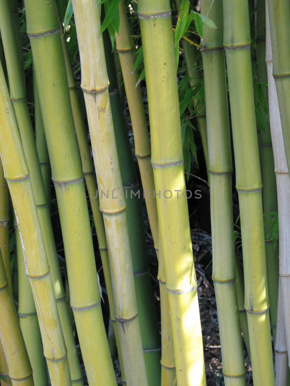 bamboo by mmm