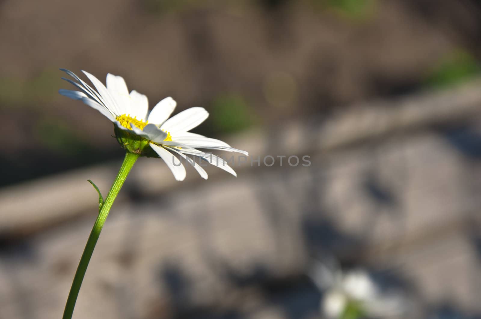 white camomile in solar years warm day