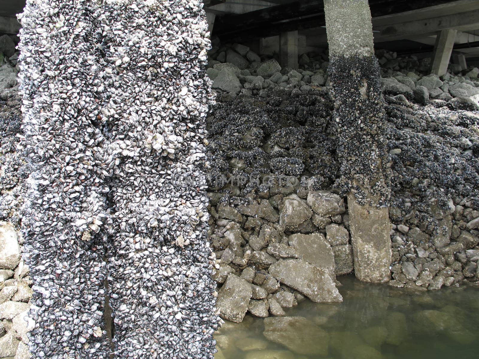 bridge structure covered with shells
