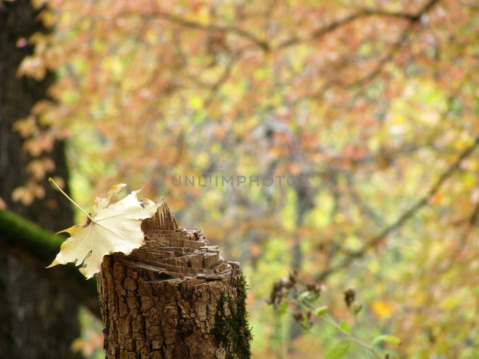 wood; trees; mellow autumn by Viktoha