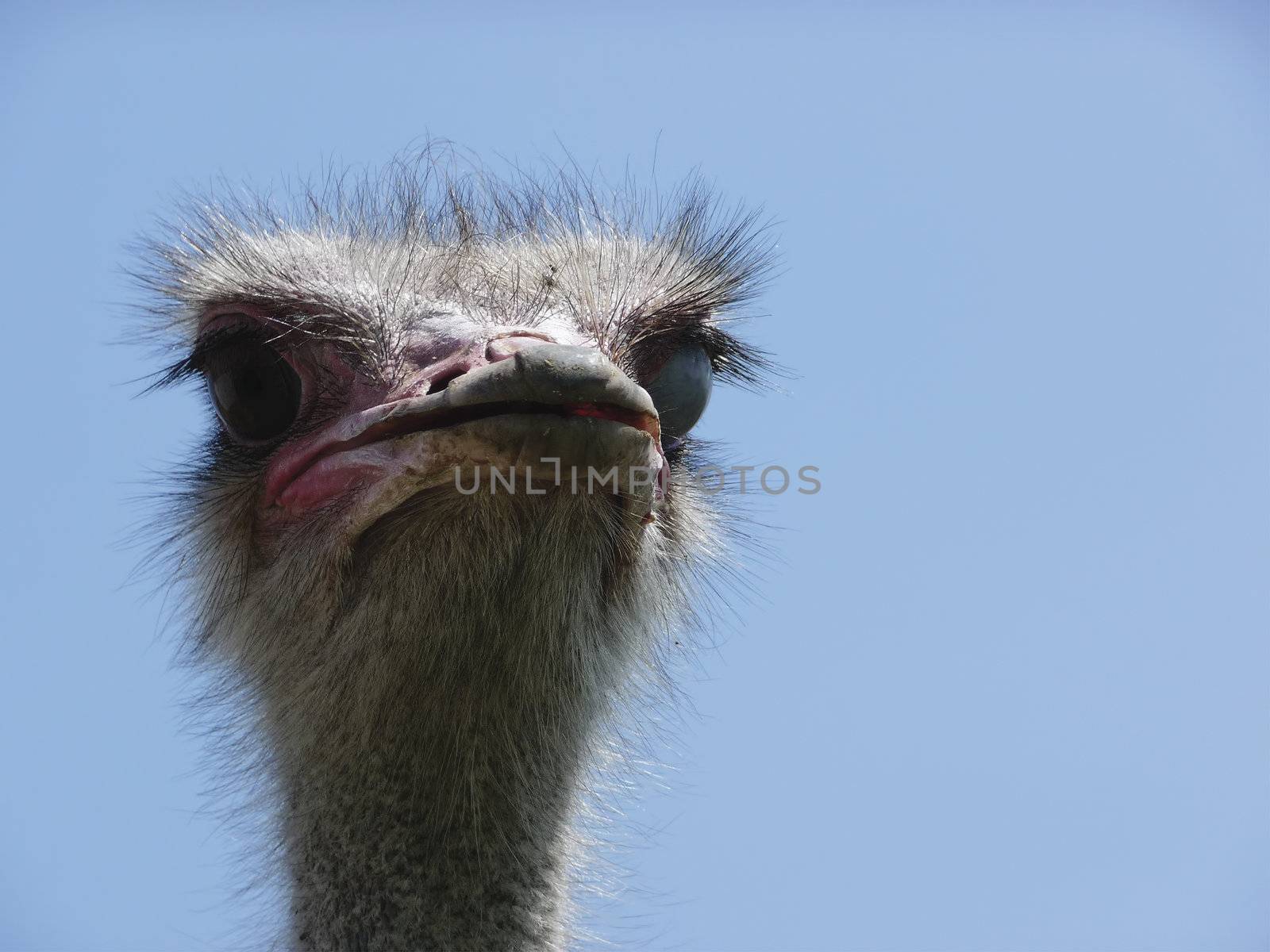 Ostrich by magraphics