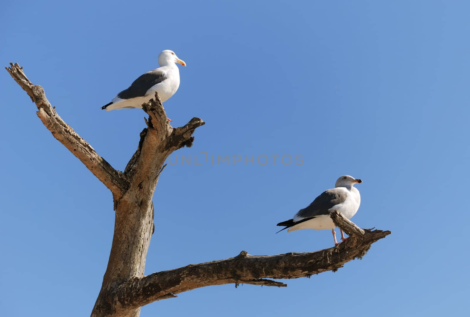 pair of seagulls is sitting on a dead tree trunk