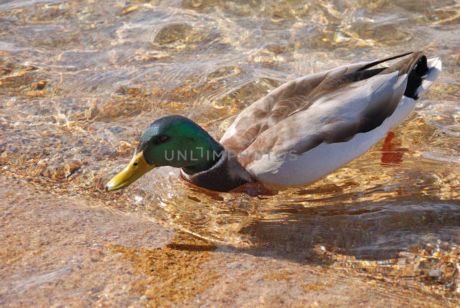 a male of wild duck in a water
