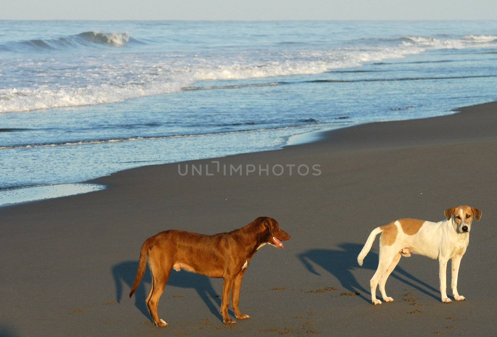 Two dogs on beach in Puerto arista, Mexico by haak78