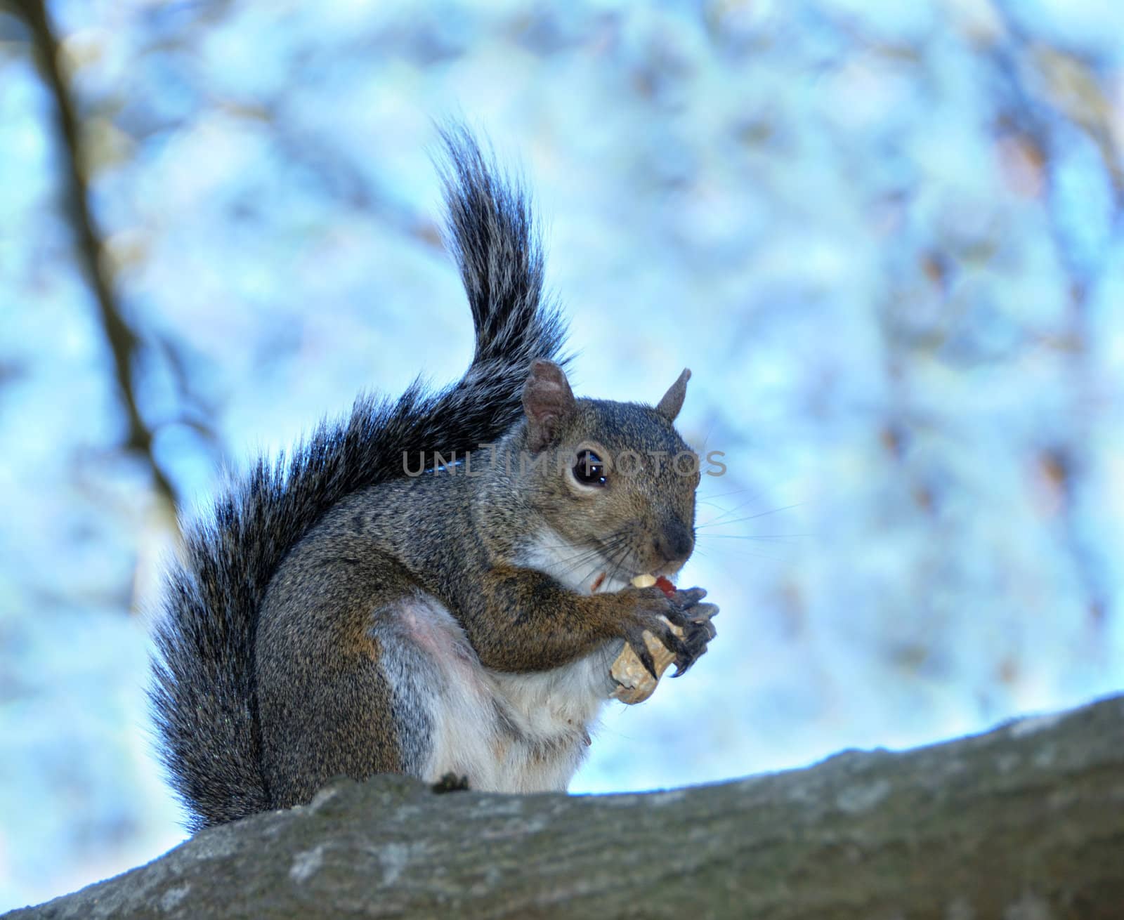 Squirrel on a tree holding a peanut shell 