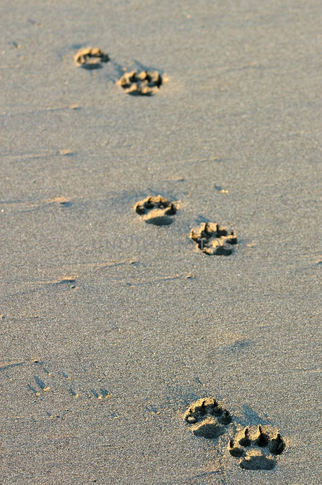 Dog's footsteps on the beach in Puerto Arista, Mexico by haak78