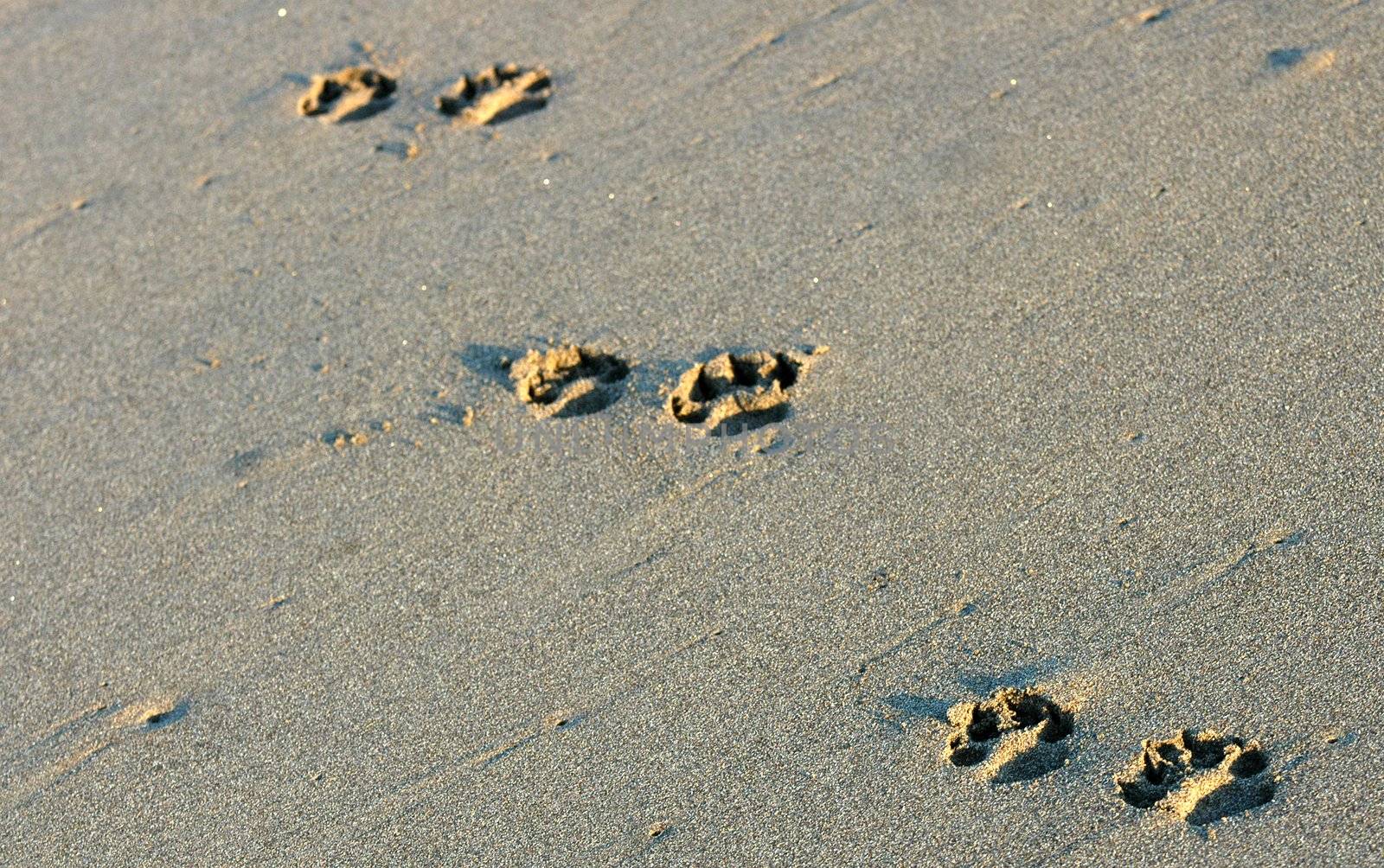 Dog's footsteps on the beach in Puerto Arista, Mexico by haak78