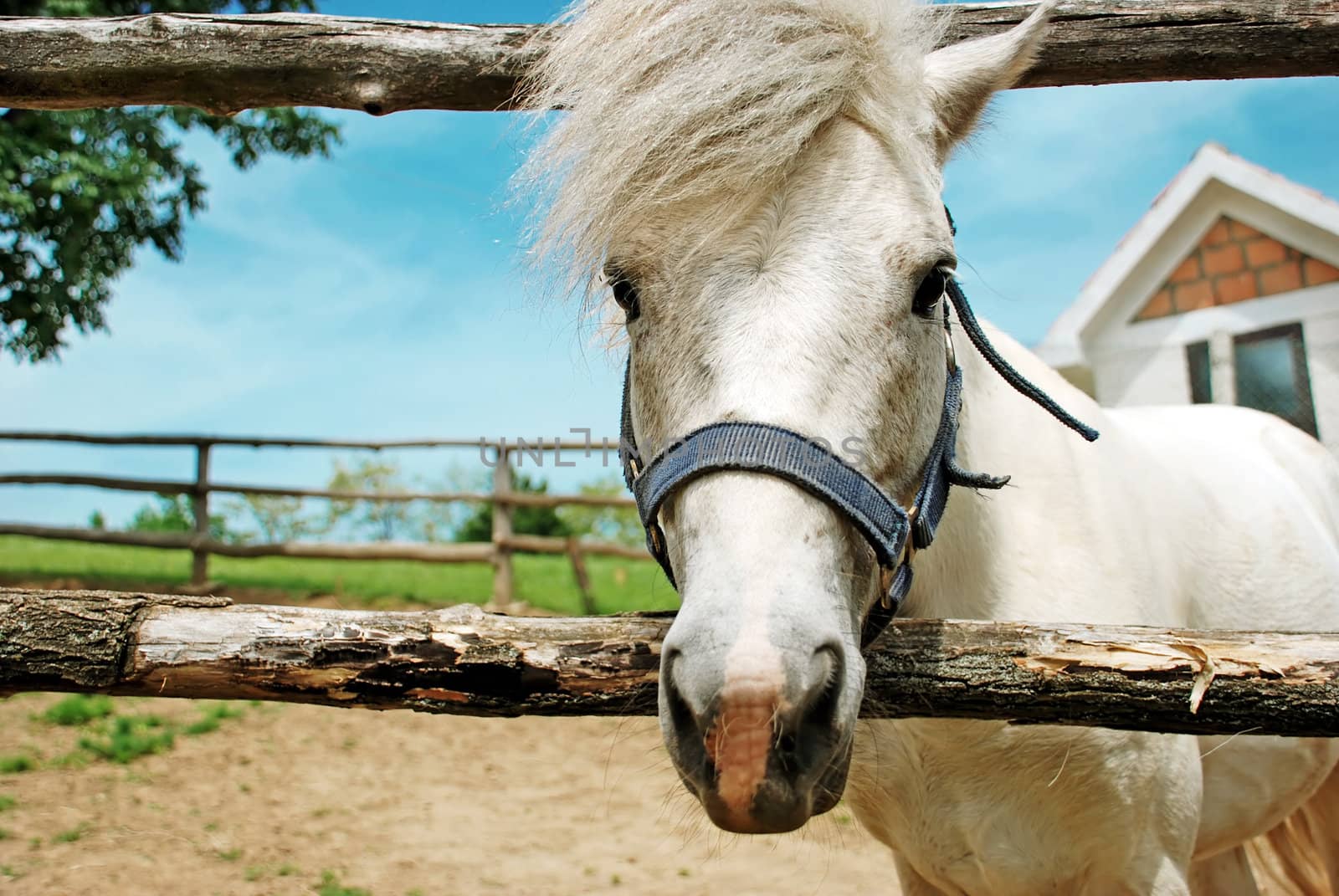 portrait of white cute horse long hair outdoor