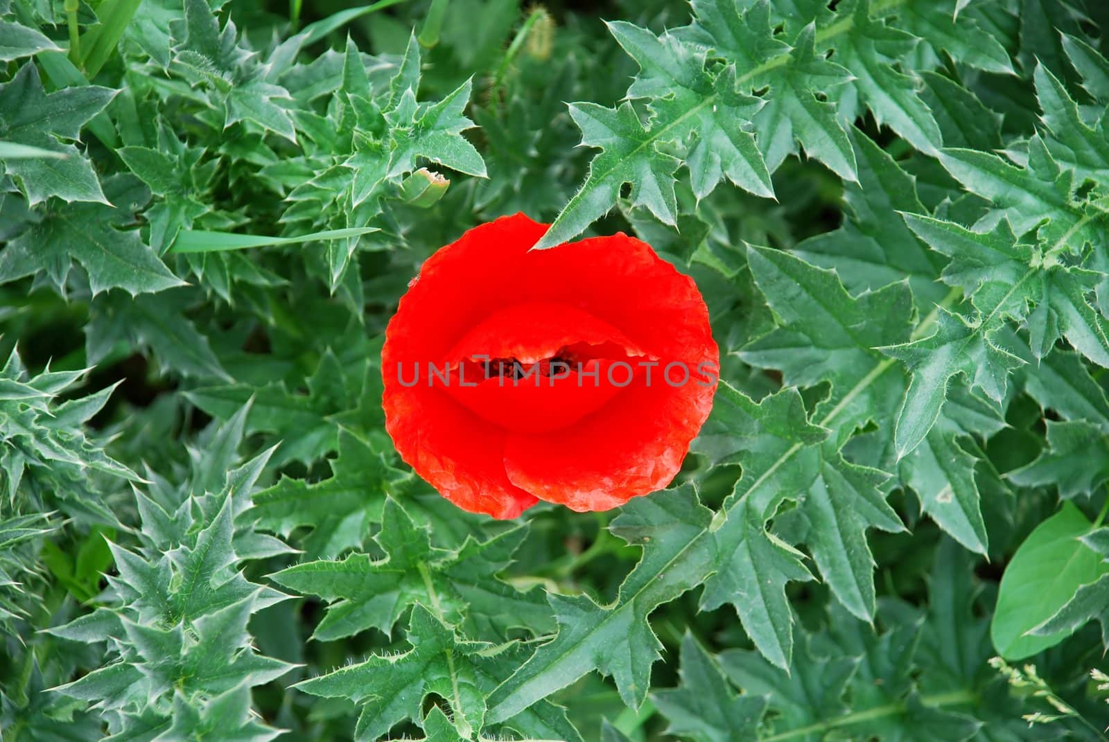 Red poppy by simply