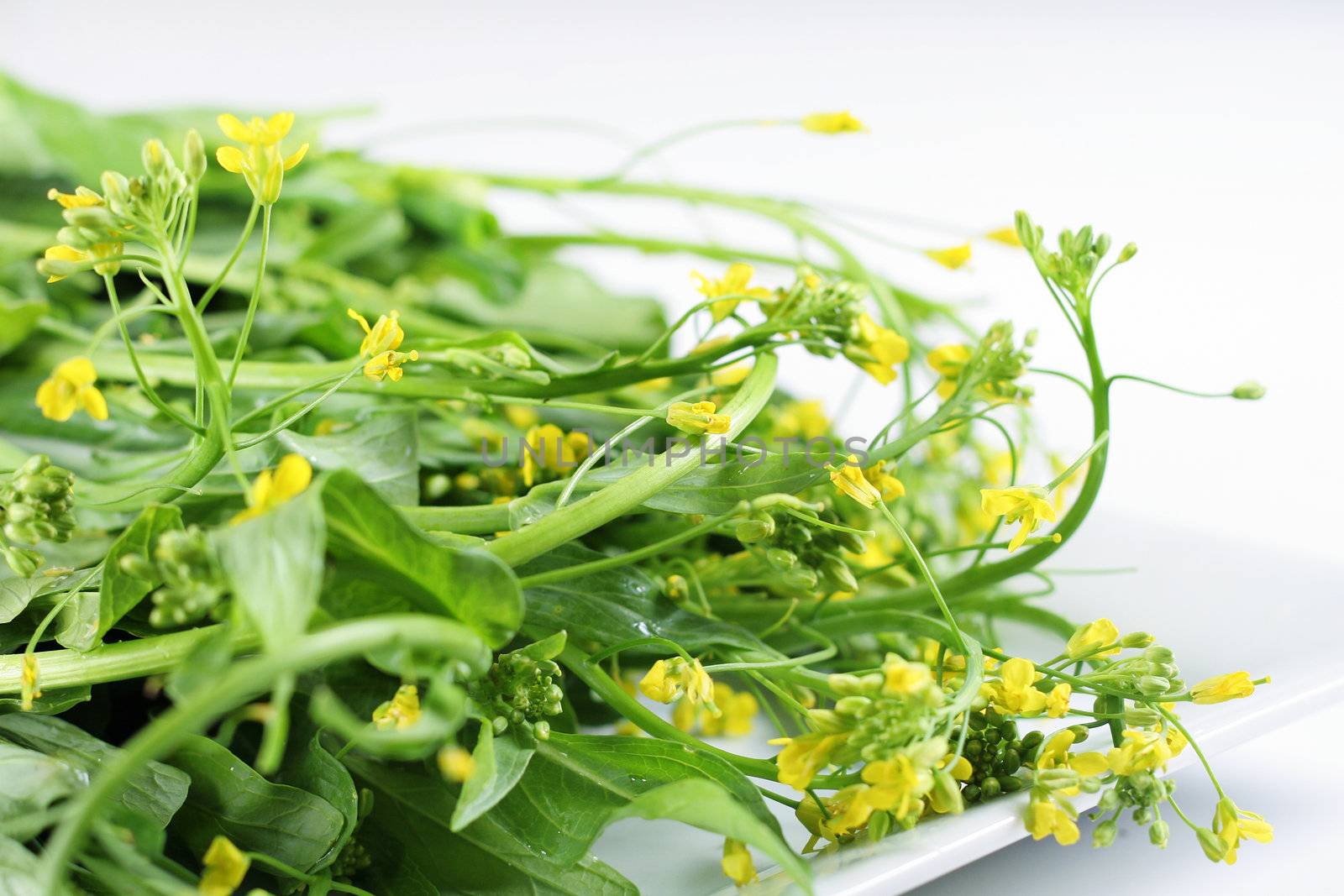 shot of baby greens with tiny yellow flowers by creativestock