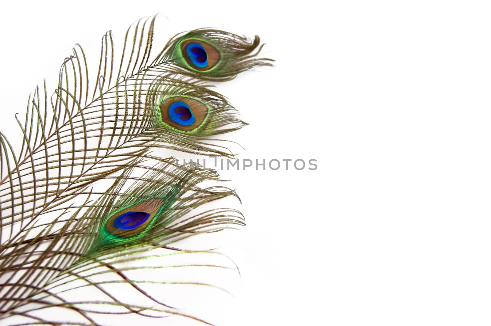 three peacock feathers isolated over white