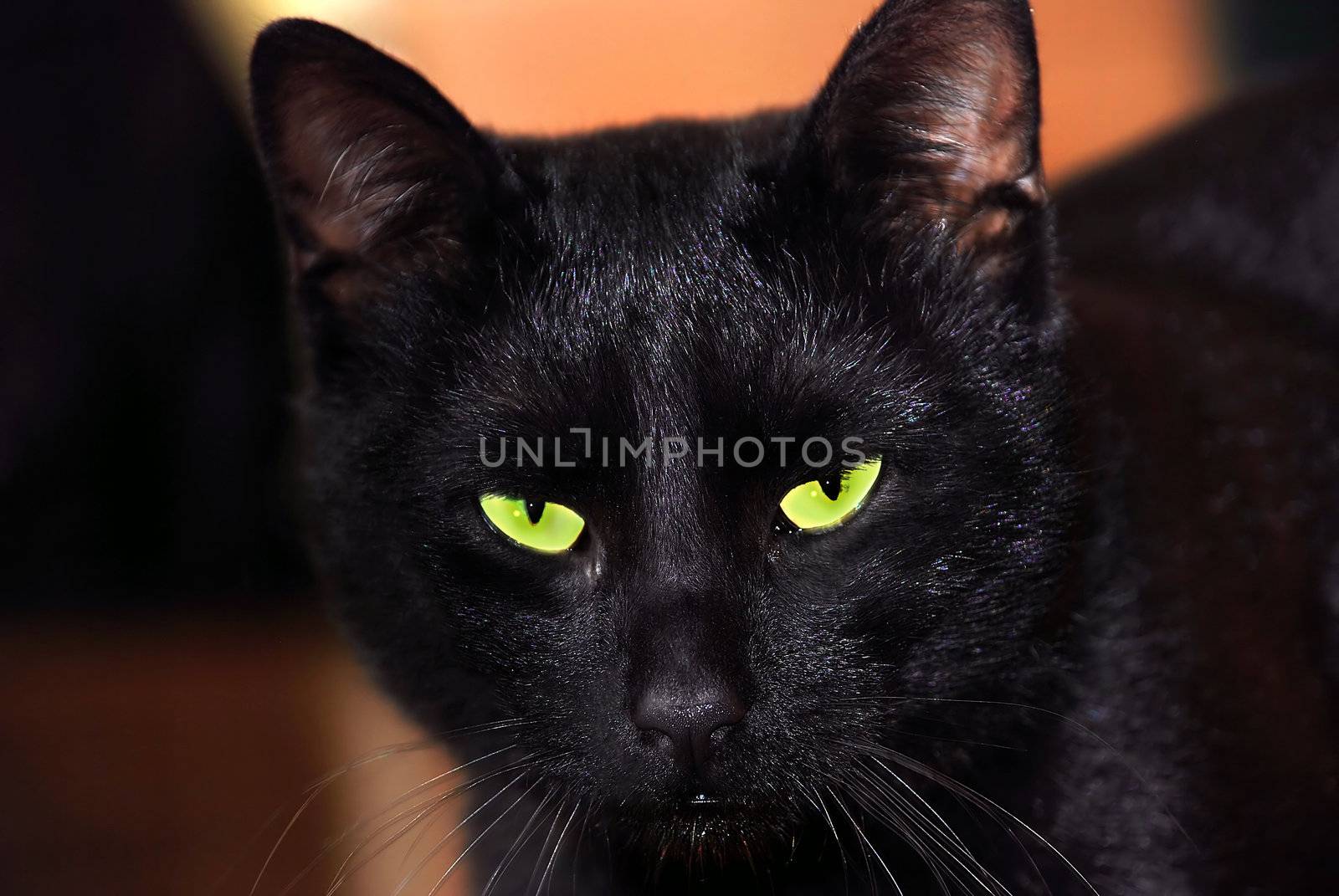 Black evil cat green eyes portrait closeup