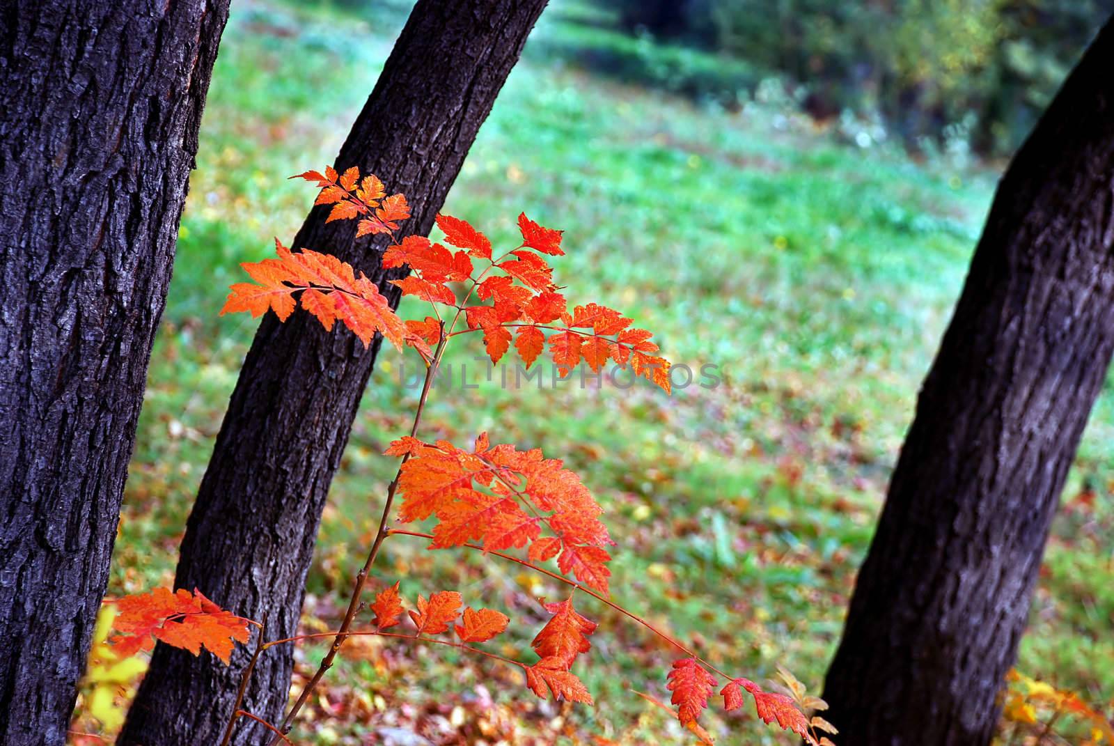 autumn red and yellow leaves outdoor on tree