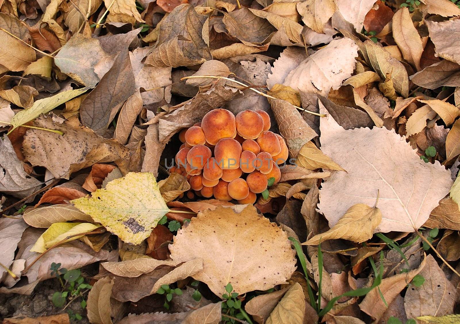 family of mushrooms on ground among dry leaves