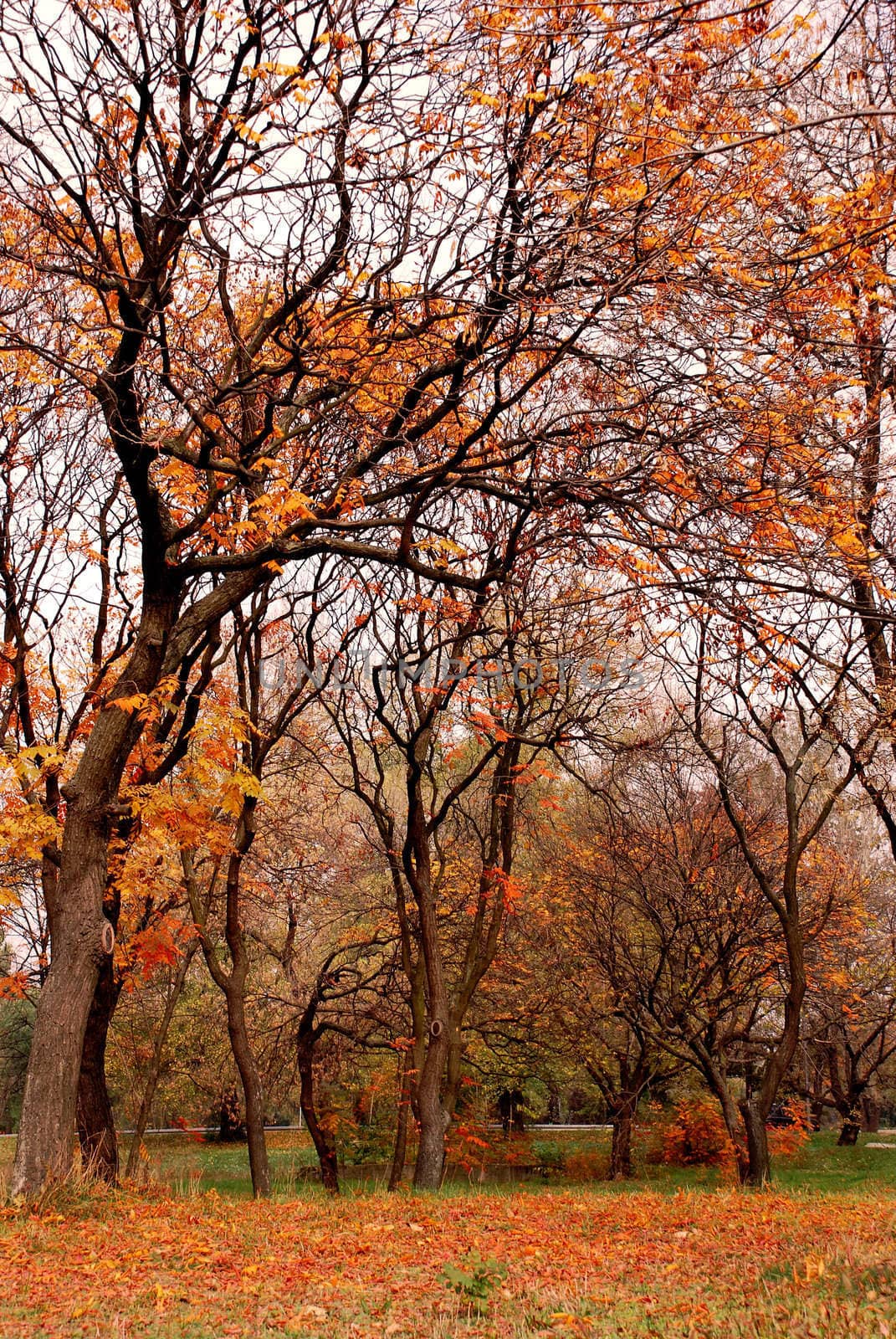 autumn trees with red, orange and yellow leaves in park