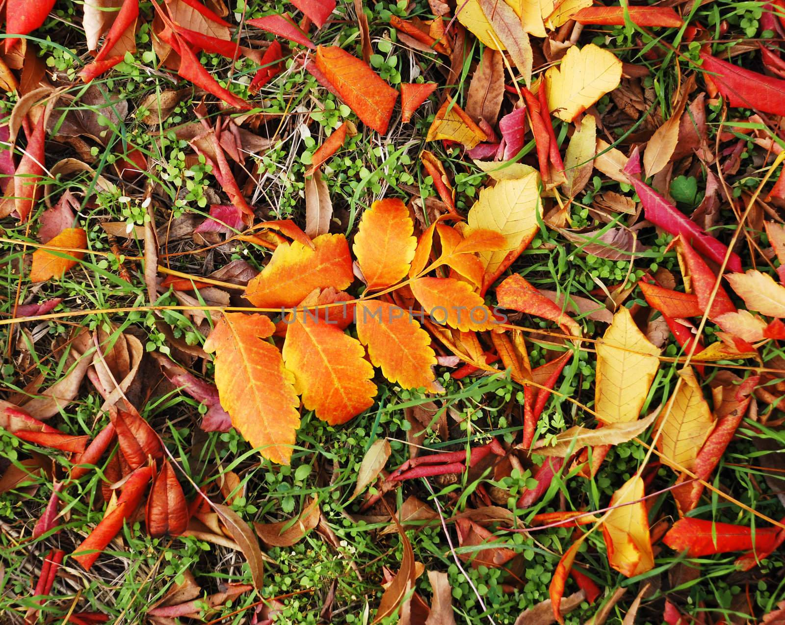 autumn red and yellow leaves outdoor on earth