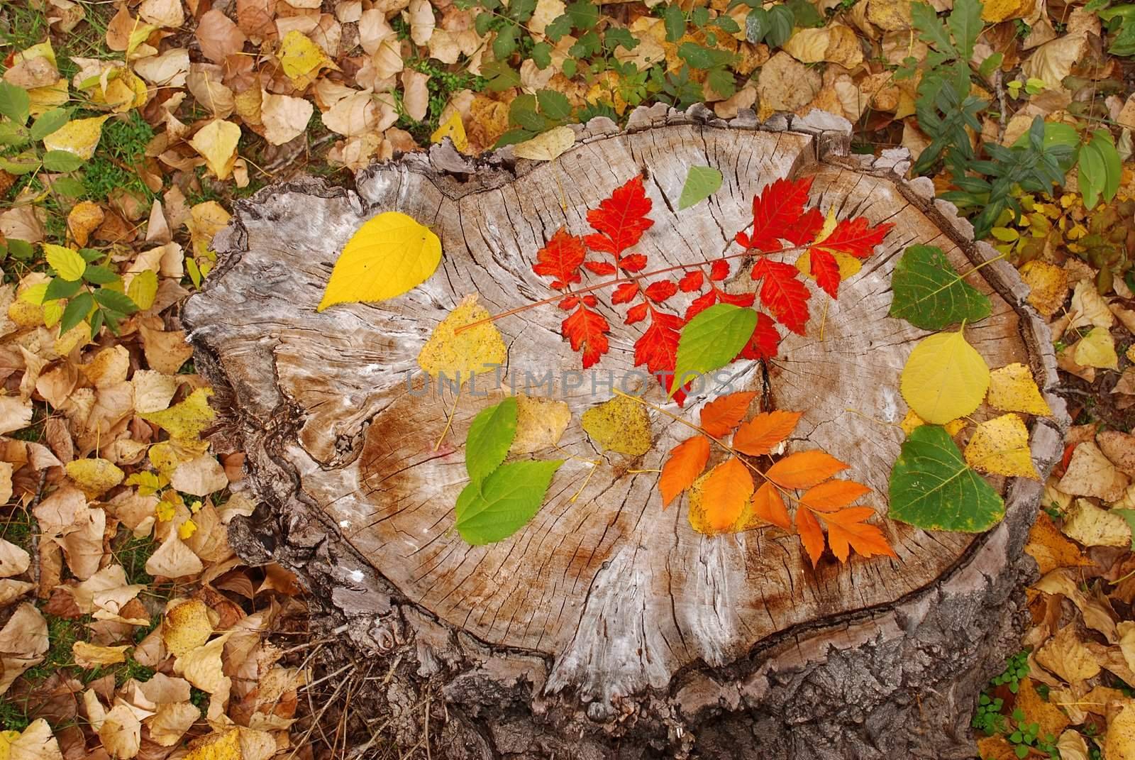 autumn leaves on dry stump natural background